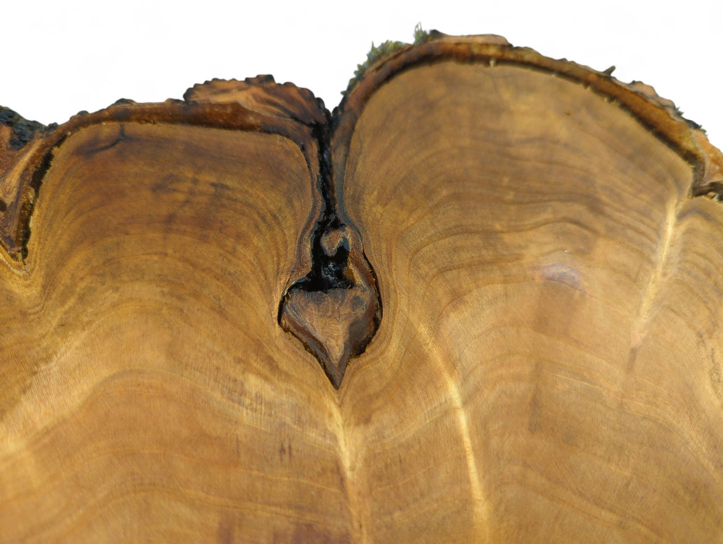 Brown cherry endgrain wood slice with distinct growth rings, dark bark, and a central heart-shaped void.