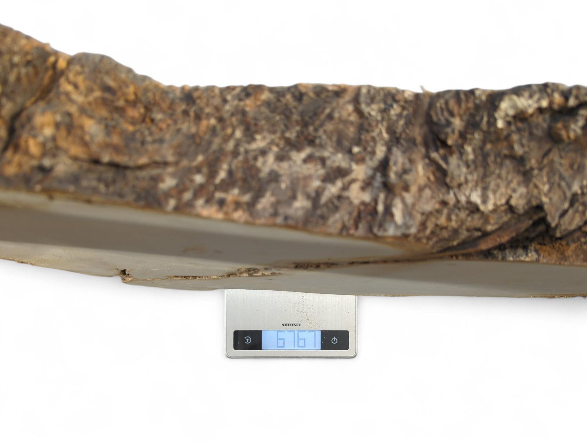 Untreated linden root slice, light planed wood and dark rough bark, weighs 676 on a scale.