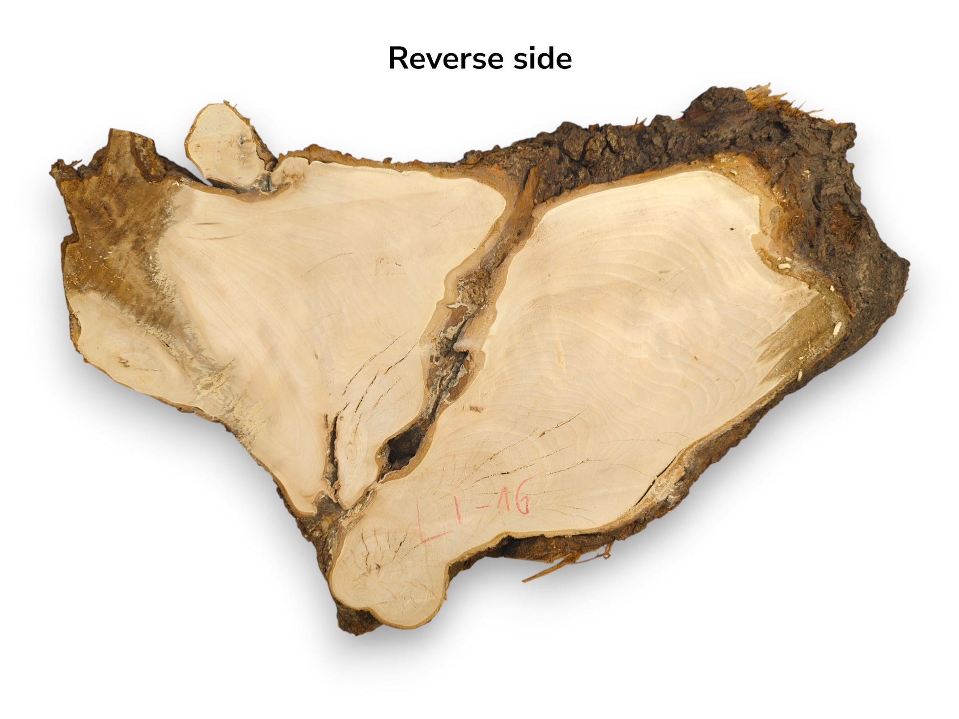 A planed linden root slice, light wood, dark bark, overlaid with 'Reverse side' text.