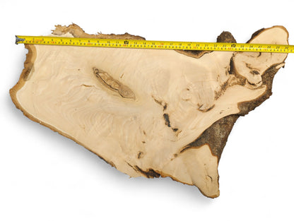 Light-colored, planed linden root slice with swirling grain, dark bark edges, shown with a measuring tape.