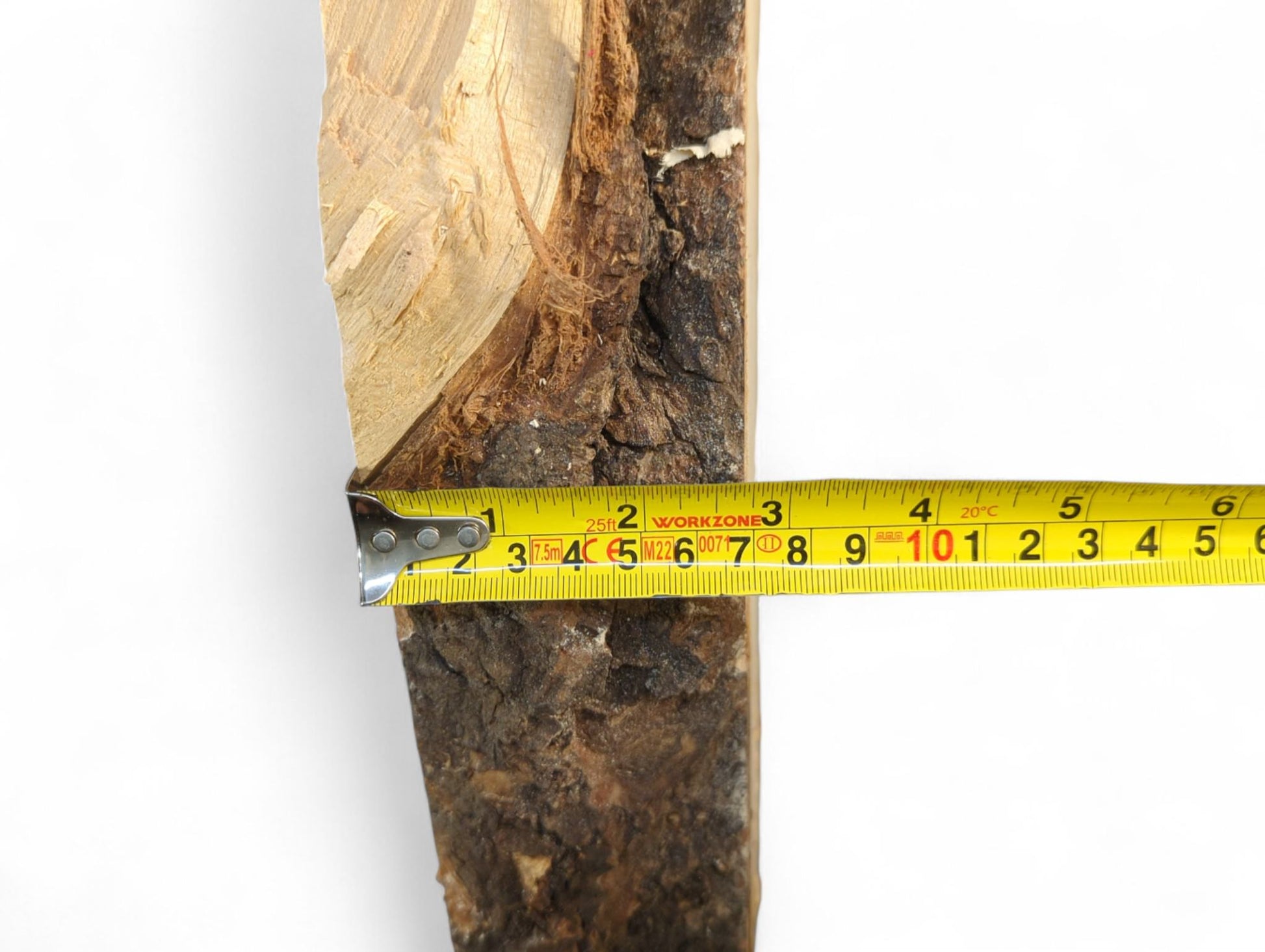 Linden root slice displaying light, planed wood and dark bark, measured horizontally by a yellow tape.