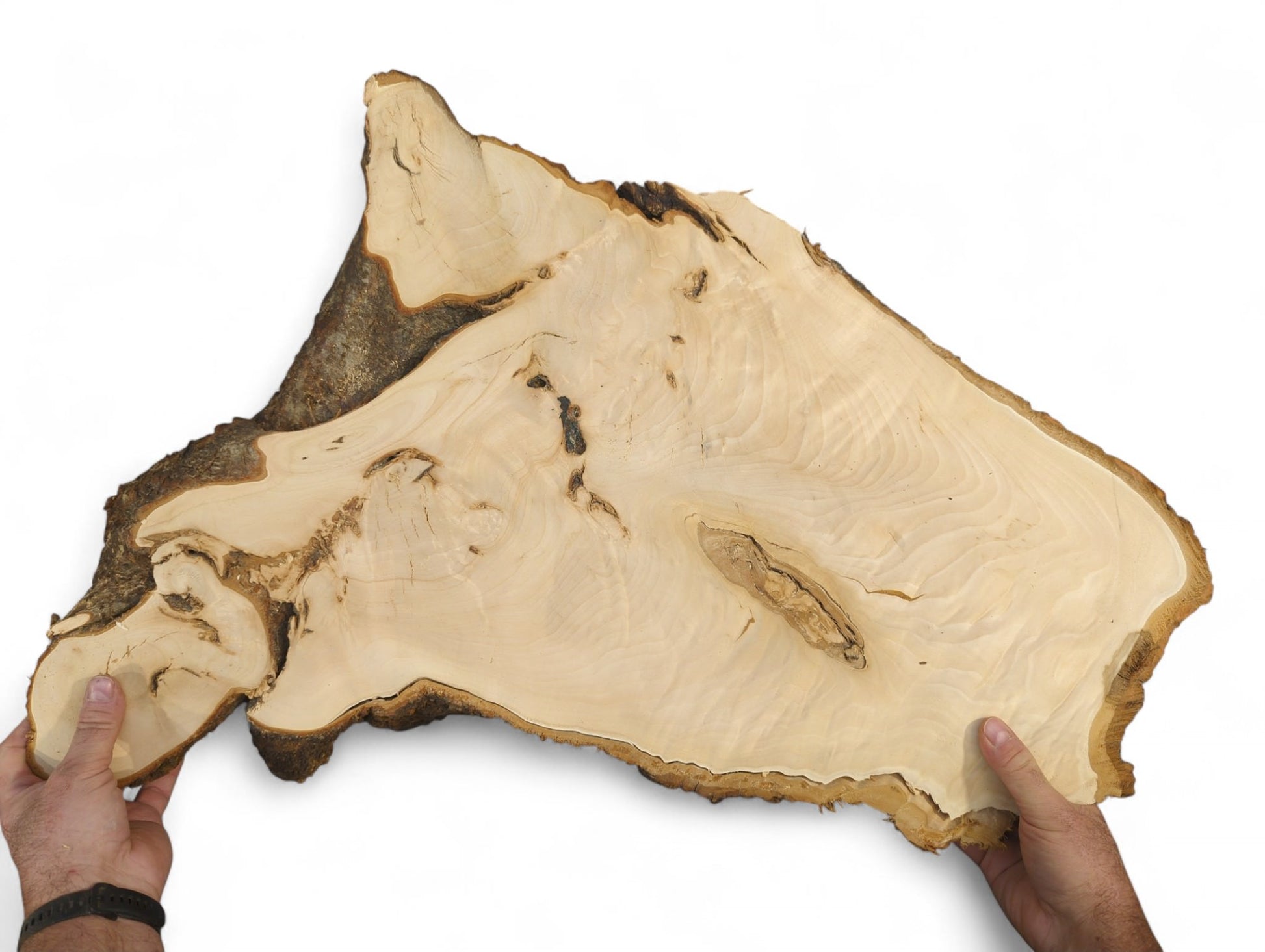 Hands hold an irregularly shaped linden root slice, displaying its light wood, natural grain, and dark bark.