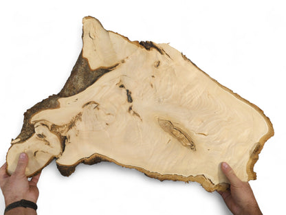 Hands hold an irregularly shaped linden root slice, displaying its light wood, natural grain, and dark bark.
