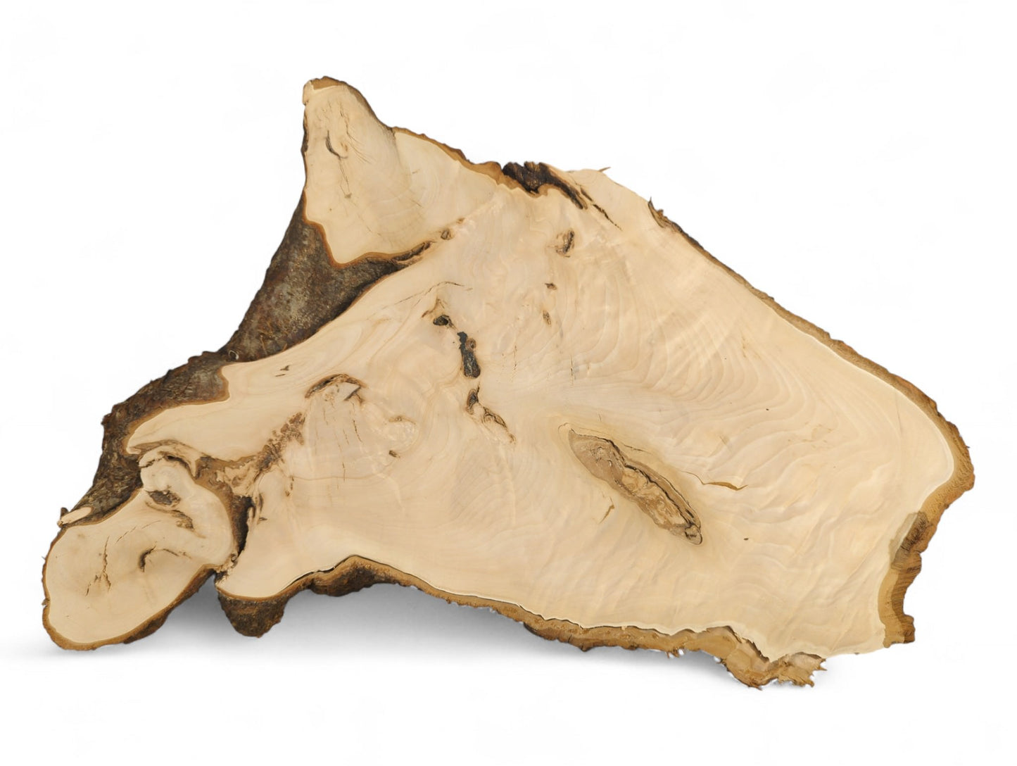 Irregularly shaped linden root slice showing light planed wood, dark bark, and distinct swirling grain.