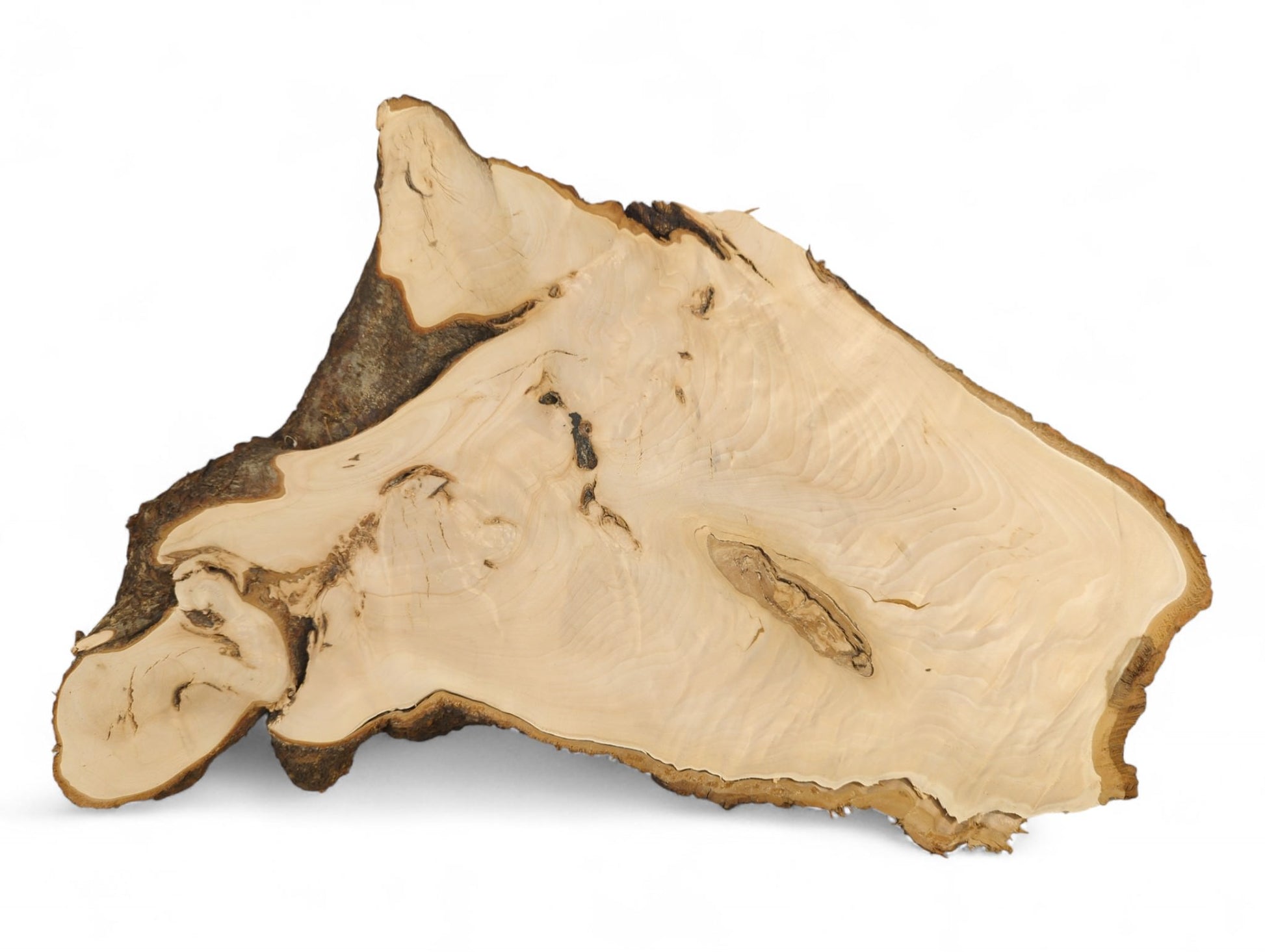 Irregularly shaped linden root slice showing light planed wood, dark bark, and distinct swirling grain.