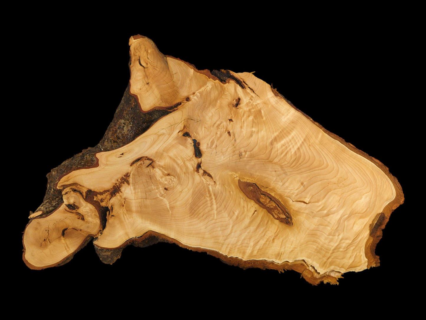 Planed and sanded linden root slice showing light wood, complex grain, and dark natural bark.