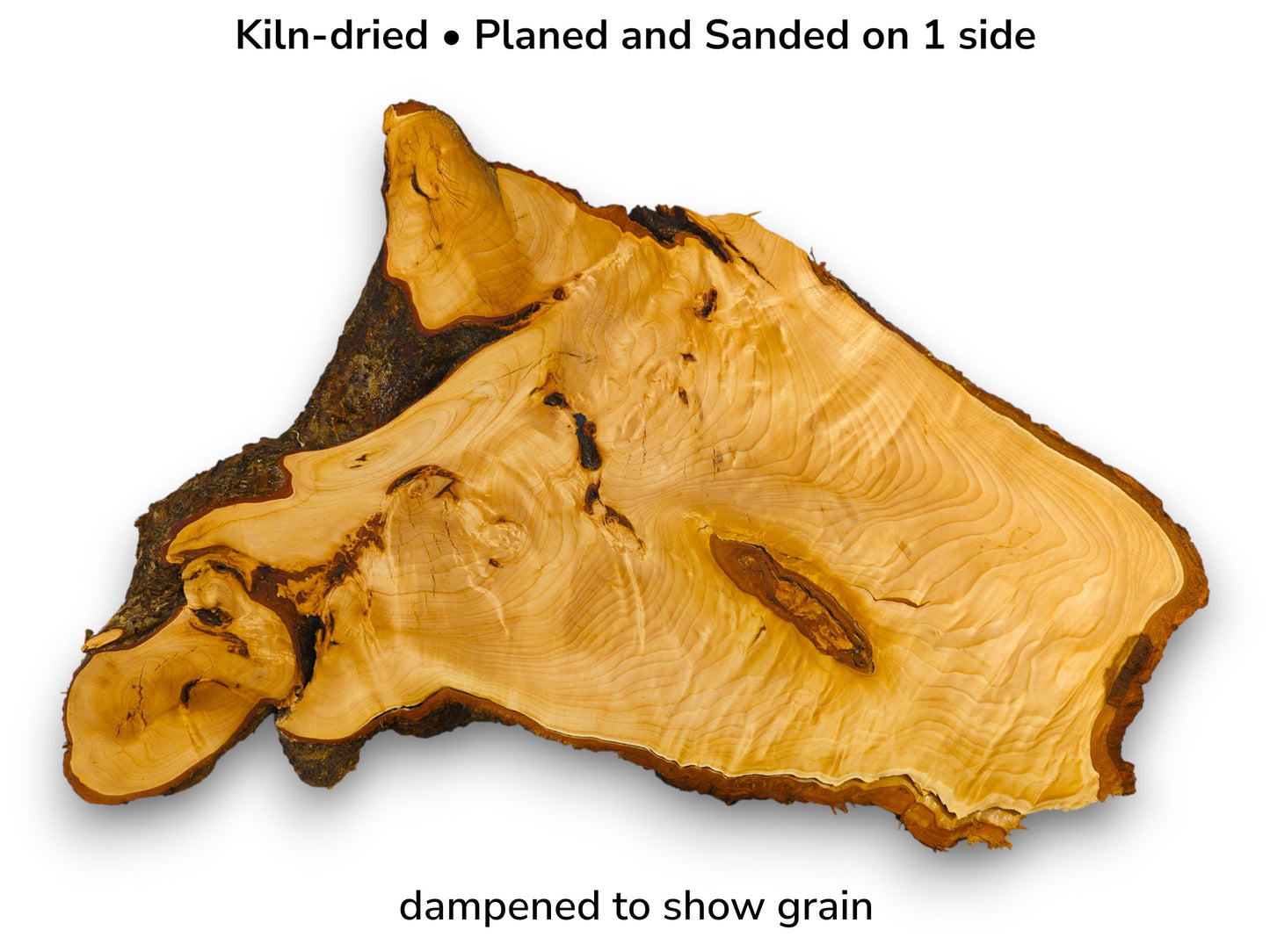 Image with text overlay showing a kiln-dried, planed, sanded linden root slice, dampened to reveal grain.