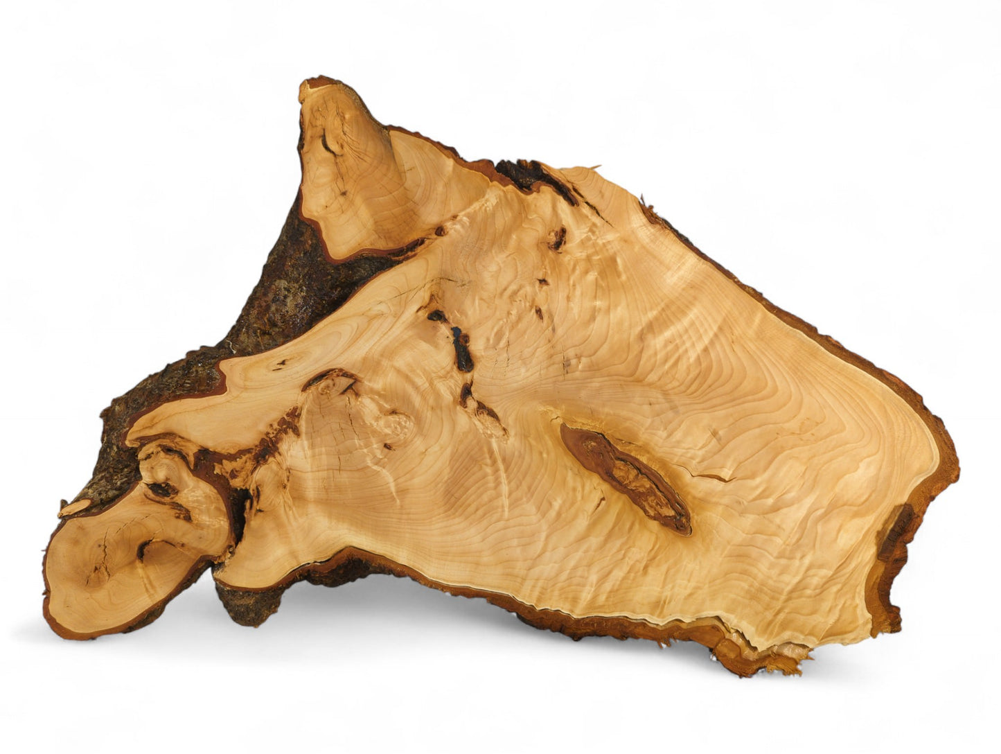 Rough-edged linden root slice displaying light, planed wood with prominent swirling grain and dark bark.