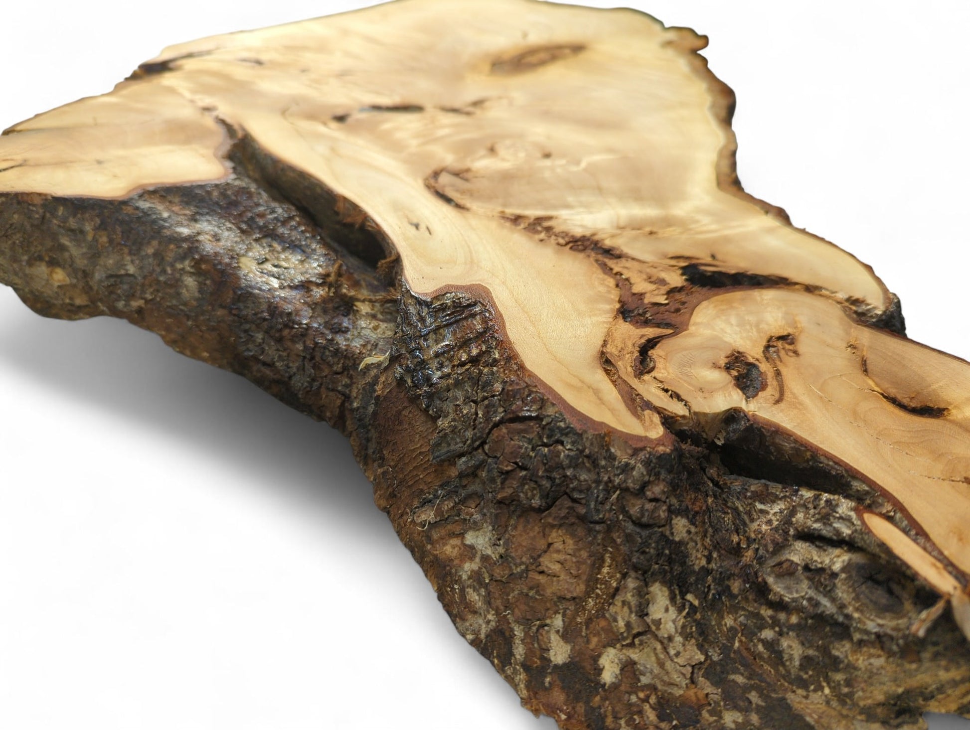Untreated linden root slice displaying smooth, planed light wood with swirling grain and rough dark bark.