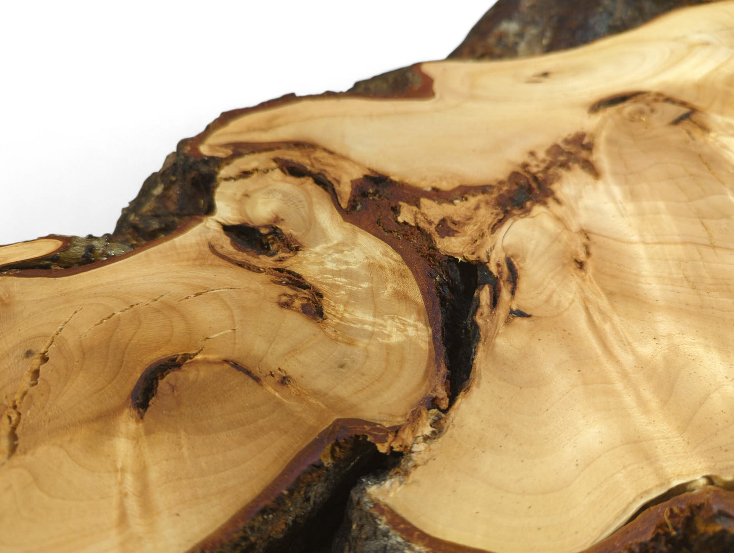 Close-up of a light linden root slice, revealing intricate swirling grain, dark inclusions, and rough bark edges.