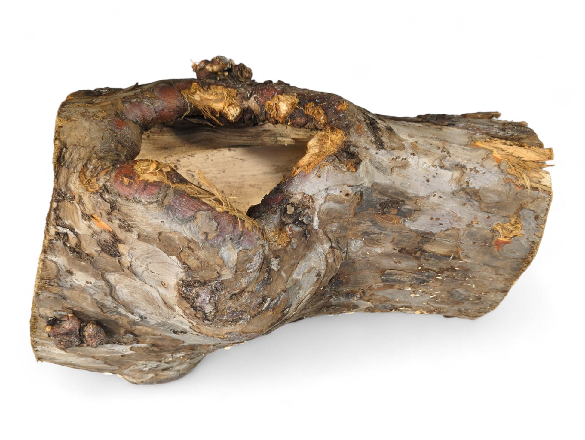 Irregularly shaped natural wood log, hollowed with rough, mottled grey-brown bark and pale interior.