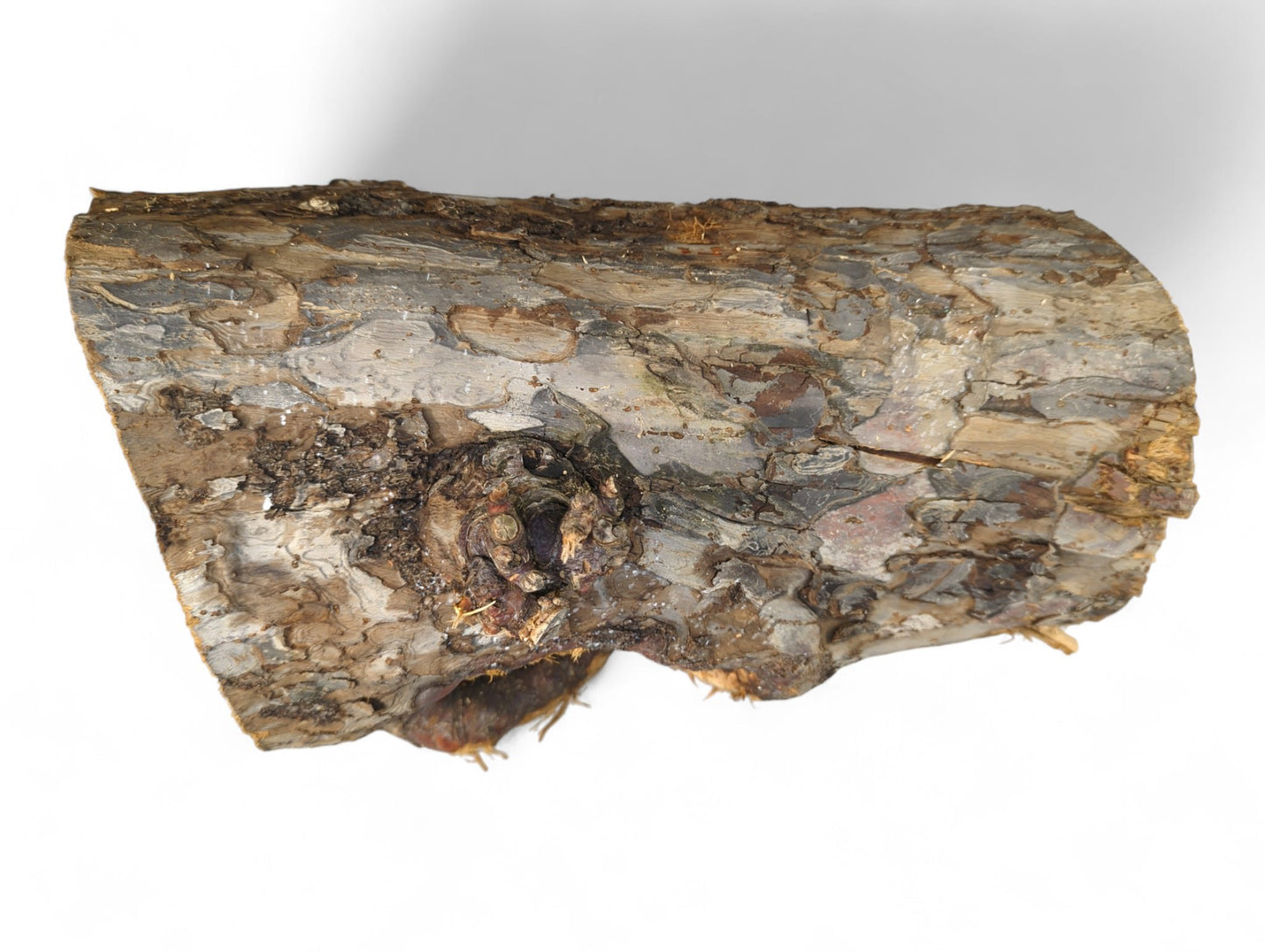 Irregularly shaped wood log segment with rough brown, gray bark and a prominent gnarled knot.
