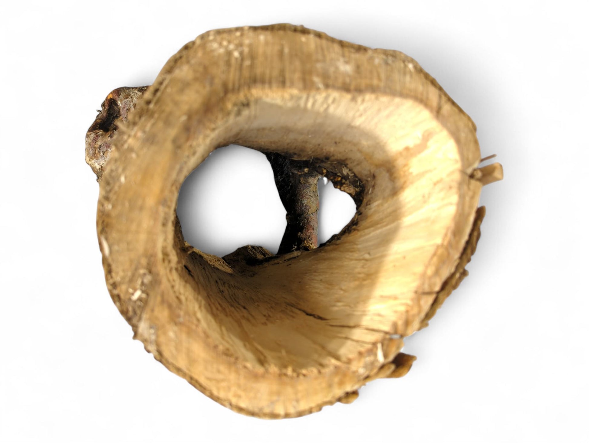 Gnarled, hollowed natural wood log, showing rough, dark brown bark and a smooth, pale inner passage.