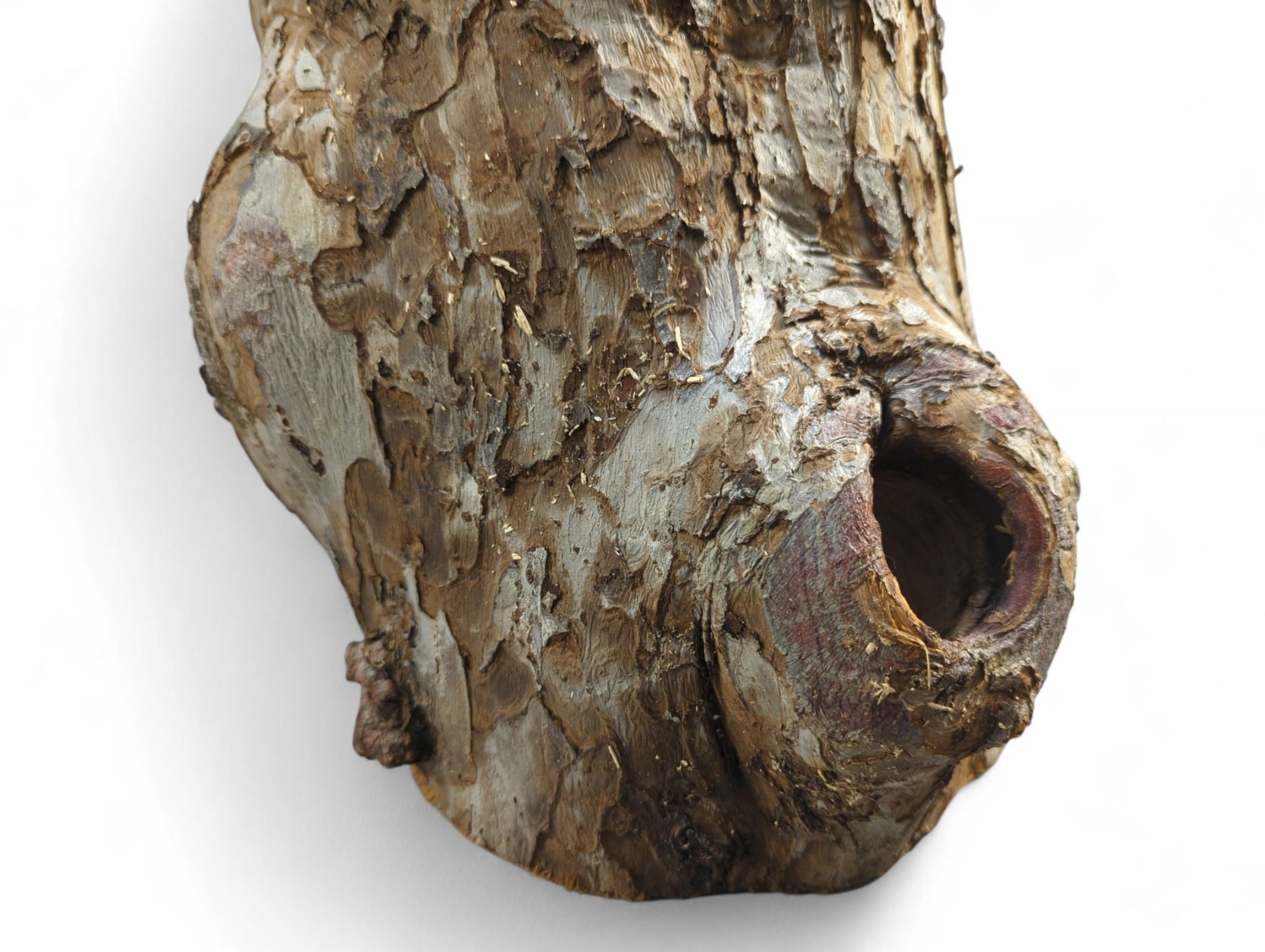 Irregular log segment, showing rough, mottled brown-grey bark and a distinct circular hollow opening.
