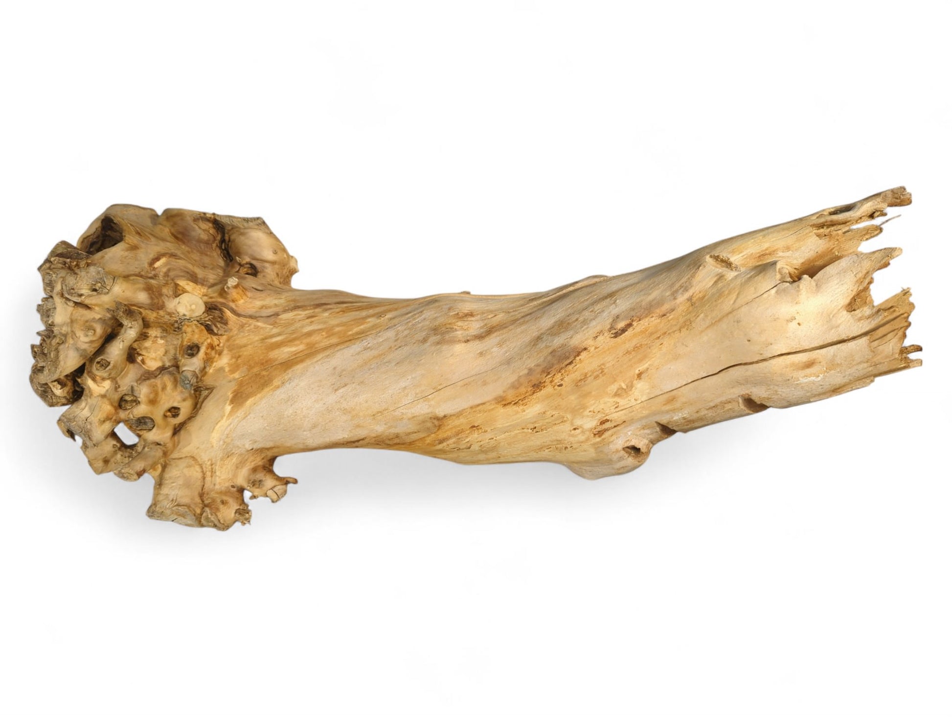 Natural light brown driftwood root, gnarled with a hollow structure on one end and a broken tip.
