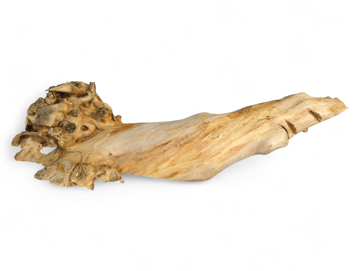 Untreated, light brown driftwood displays a gnarled, knotted root end and an elongated, tapering body.