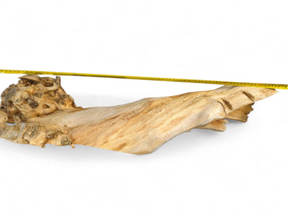 Elongated, light brown natural wood piece with gnarled end and smooth surfaces, measured by yellow tape.