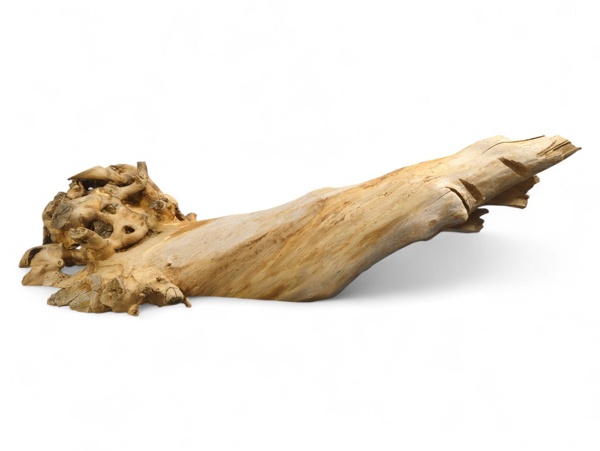 An irregular, elongated piece of natural light brown wood, featuring a gnarled, textured end with visible holes.