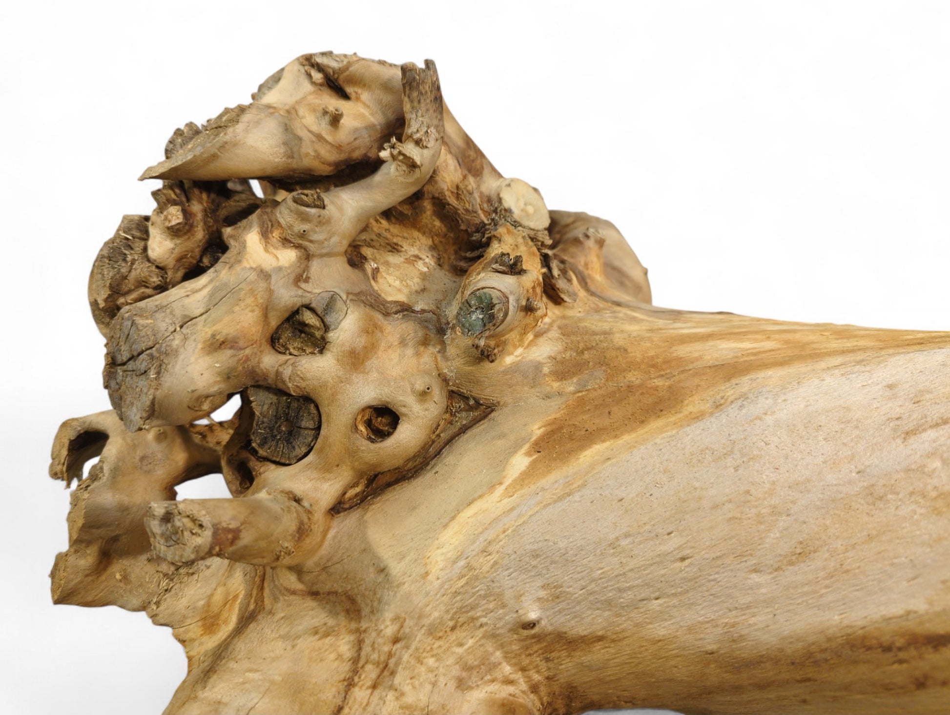 Weathered, light brown root driftwood displays gnarled textures, irregular shapes, and exposed hollows on white.