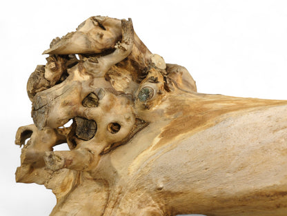 Weathered, light brown root driftwood displays gnarled textures, irregular shapes, and exposed hollows on white.