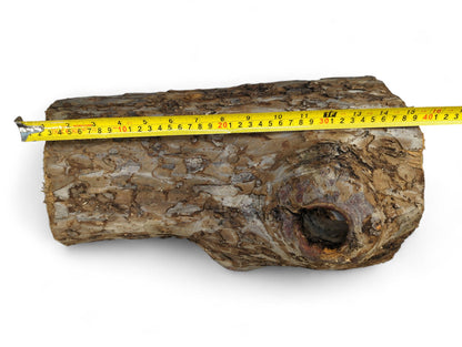 Untreated natural wood log with rough, mottled bark and hollow opening, measured by yellow tape.
