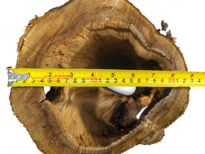 Natural, hollow, brown wood log cross-section, with visible grain and irregular shape, measured by yellow tape.