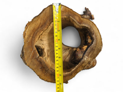 Brown, irregularly shaped hollow wood cross-section, revealing natural grain, measured vertically by yellow tape.