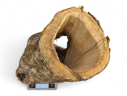 Hollow, irregular wood log with rough bark and smooth interior, on a digital scale showing 4.564.