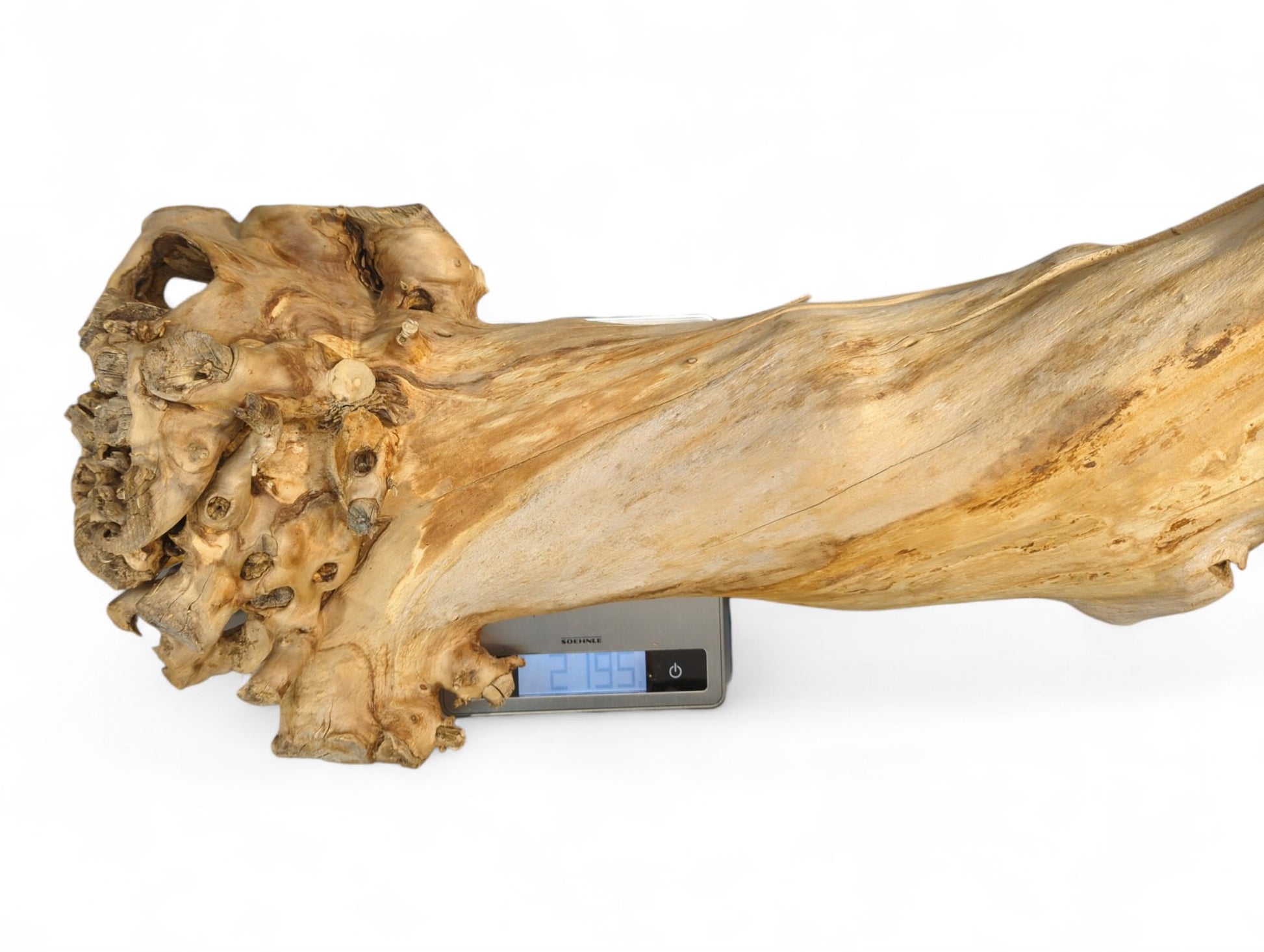 Light brown, gnarled hollow wood with rough textures resting on a digital scale showing 2.795.
