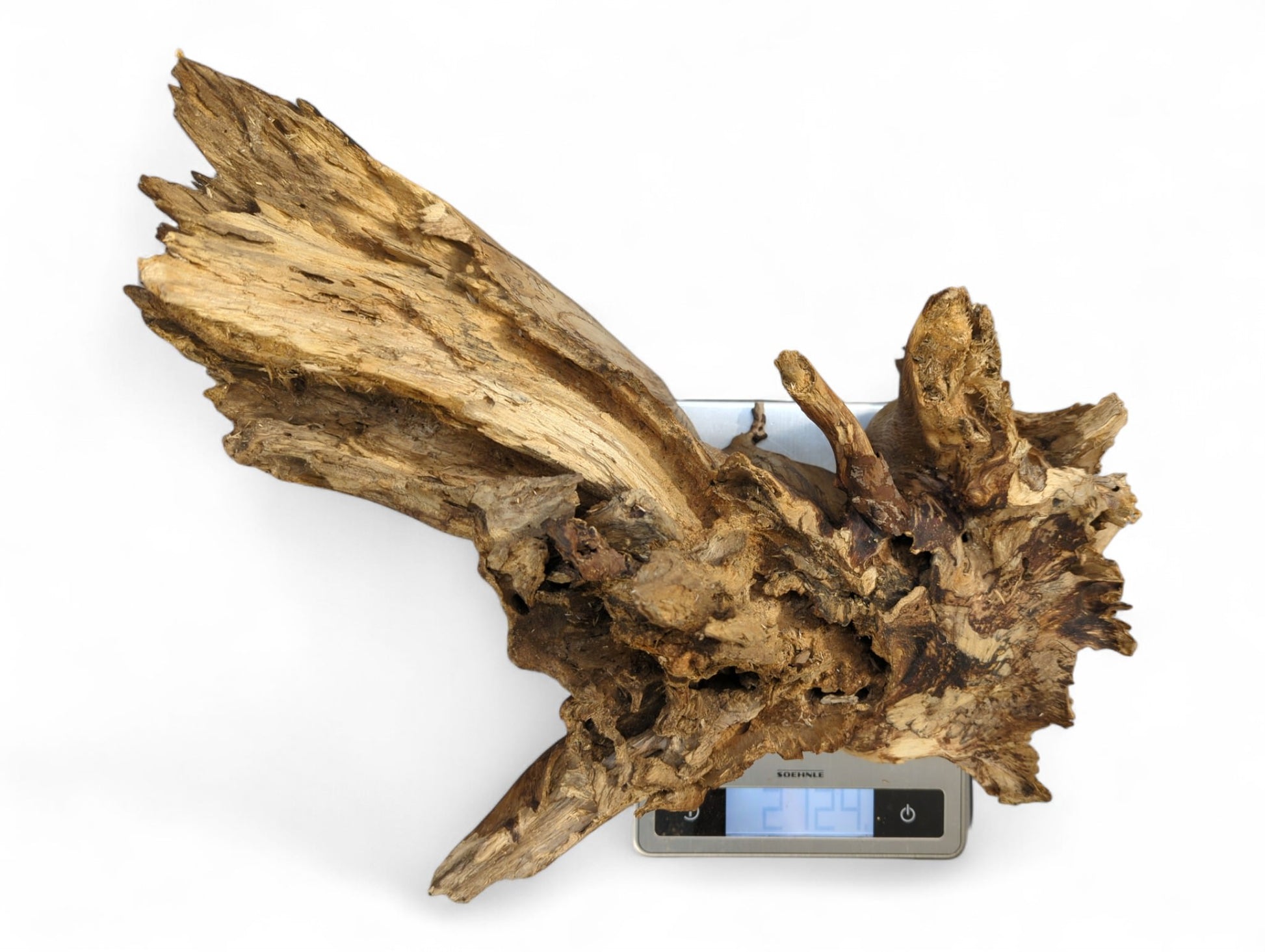 Rough, gnarled natural wood with varied brown tones, weighing 212.4 on a digital scale.