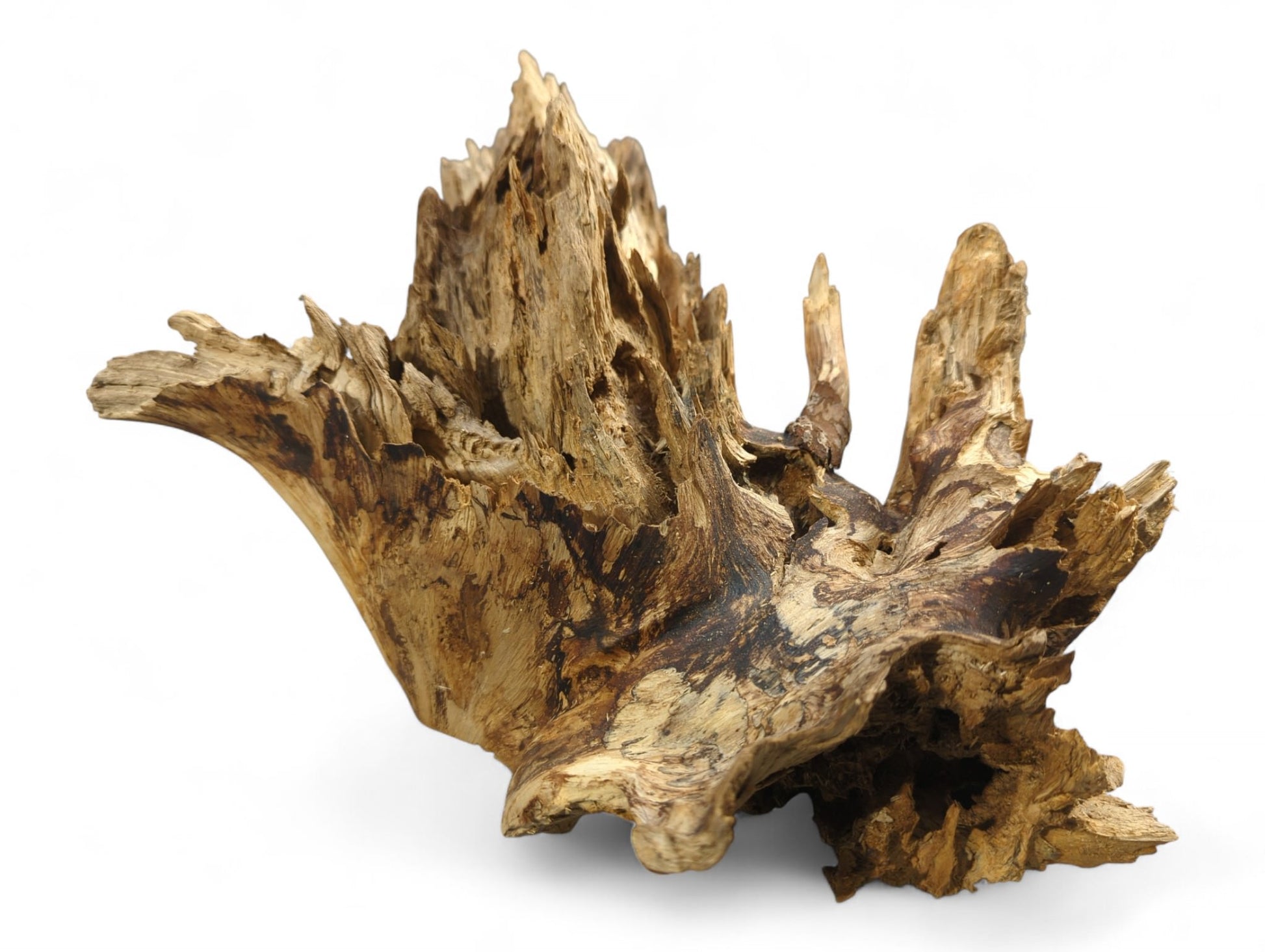 Untreated, gnarled root wood piece with light brown and dark grain, featuring jagged, textured edges.