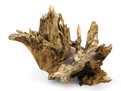 Untreated, gnarled root wood piece with light brown and dark grain, featuring jagged, textured edges.