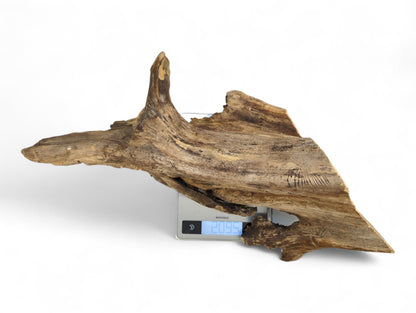 An irregular piece of light brown, rough wood with visible grain sits on a digital scale showing 209.5.