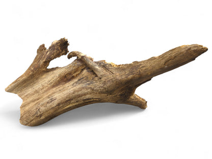 Eroded natural wood, light and dark brown, displaying rough texture, visible grain, and insect galleries.
