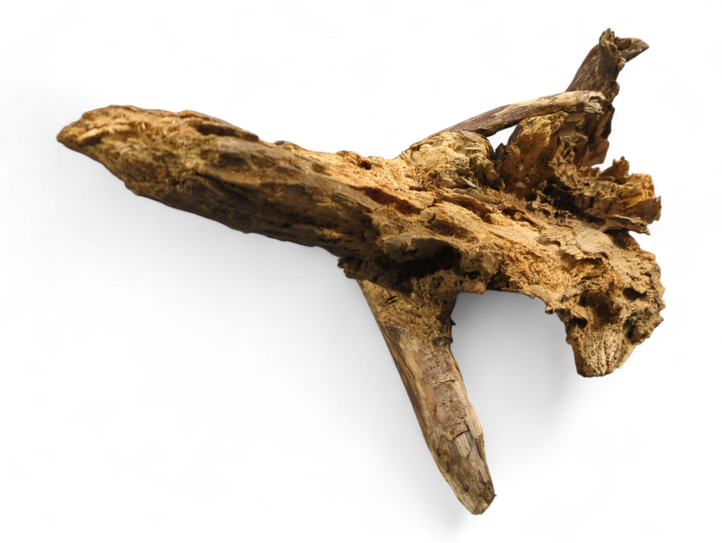Organic, eroded natural root wood piece with varied brown tones, rough texture, and small holes.