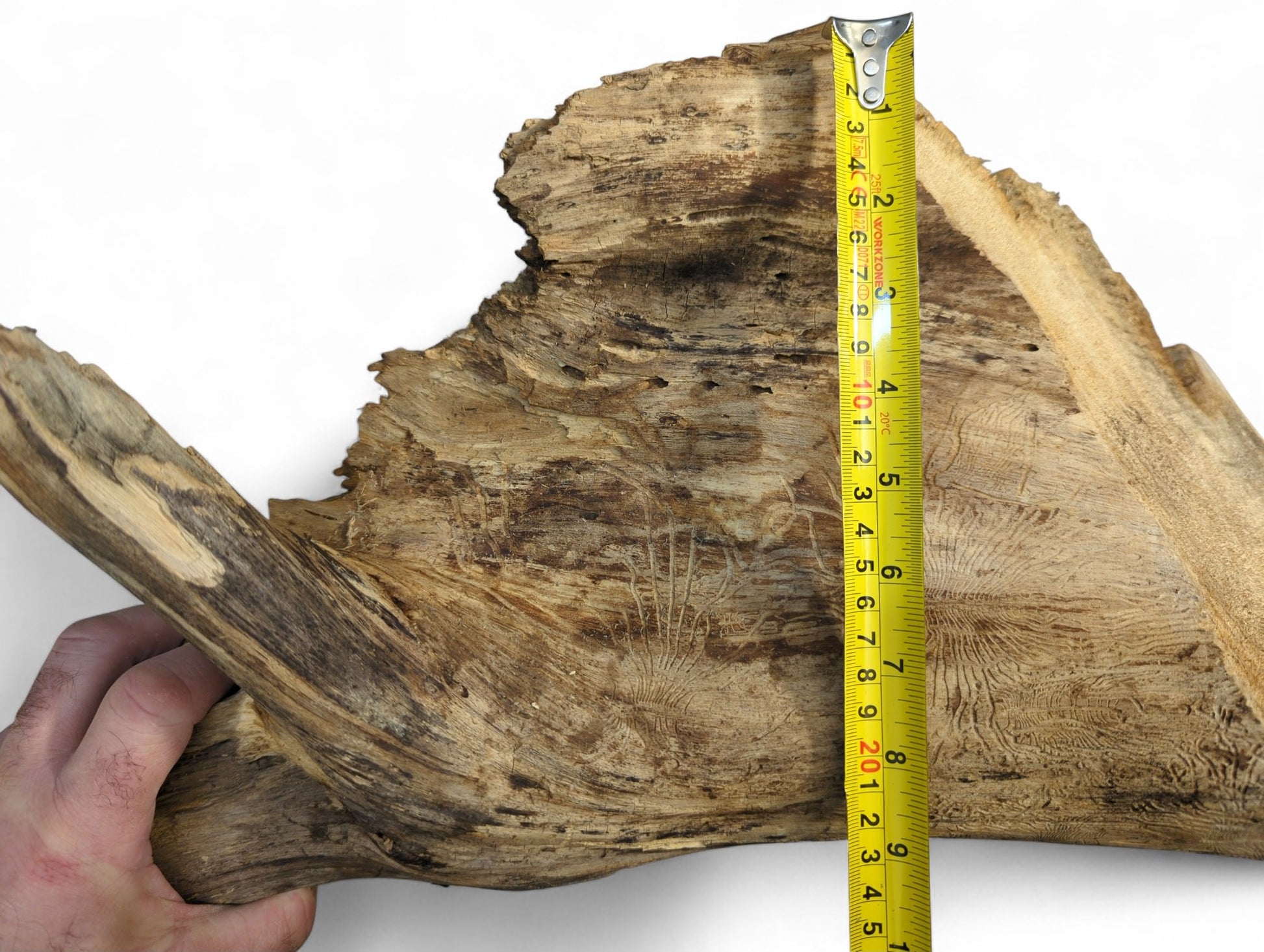 Weathered, irregular wood displays varied brown tones, rough texture, deep insect galleries, and a yellow measuring tape.