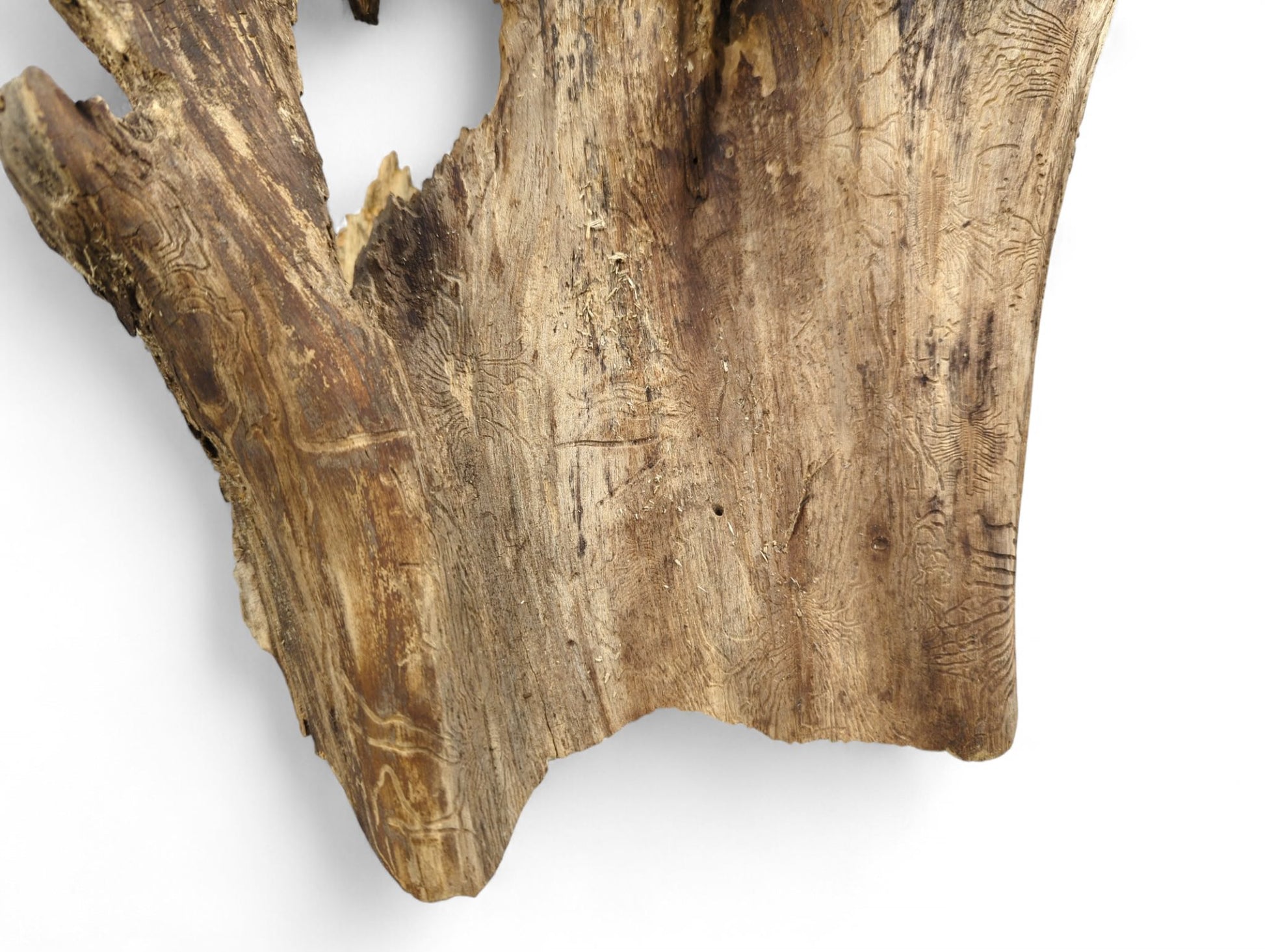 Rough light brown wood showing prominent grain, eroded sections, and detailed insect trail patterns.