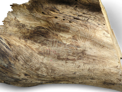 A light brown, eroded natural wood surface featuring prominent grain, rough texture, and insect galleries.