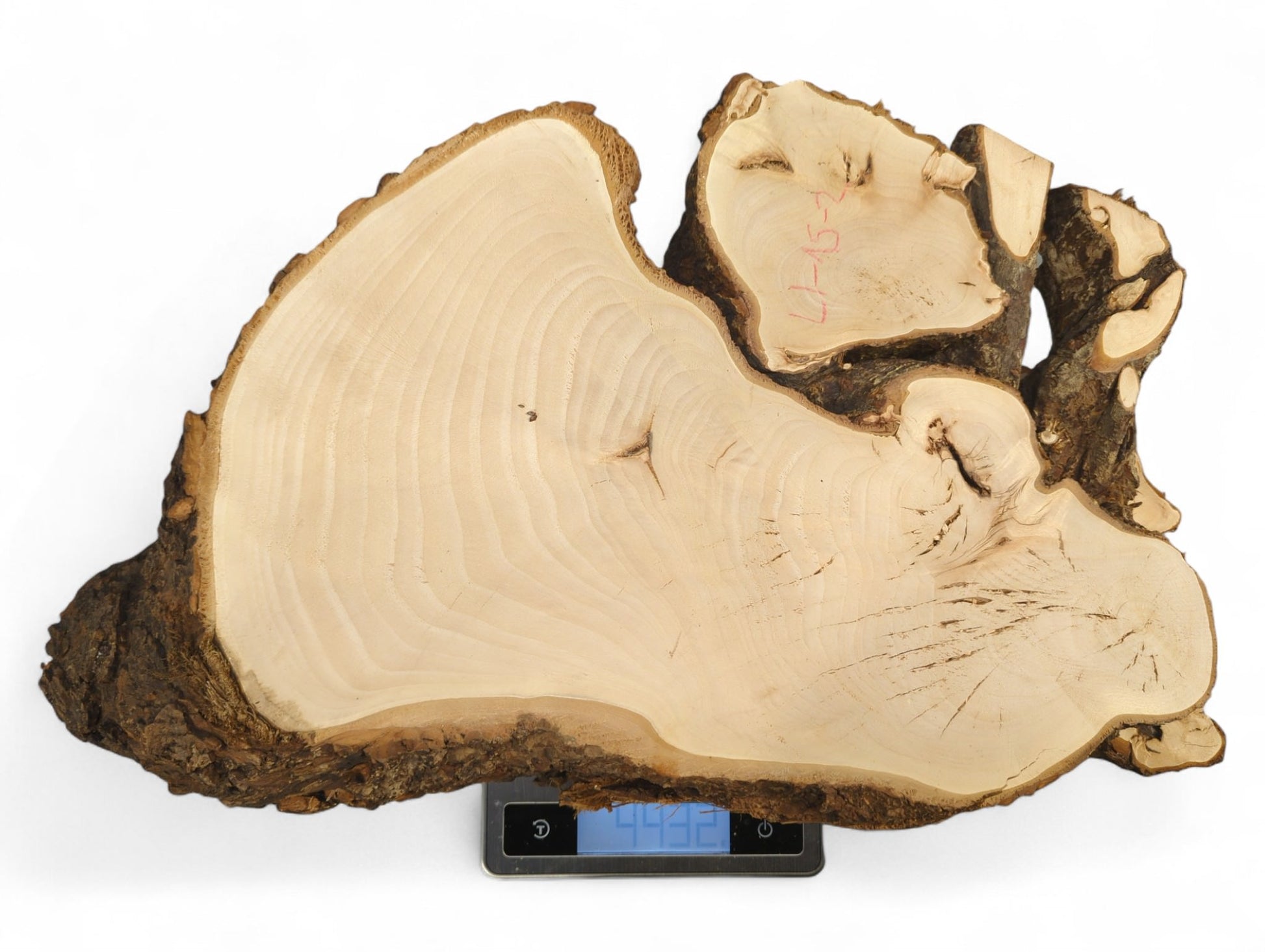 Untreated linden root slice has pale wood, dark bark, visible rings, and red marks, on a digital scale.