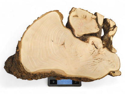 Untreated linden root slice has pale wood, dark bark, visible rings, and red marks, on a digital scale.