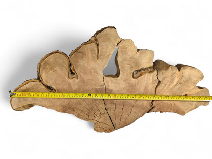 A golden-brown cherry wood slice, irregular, displays grain, bark, cracks, and a yellow measuring tape.