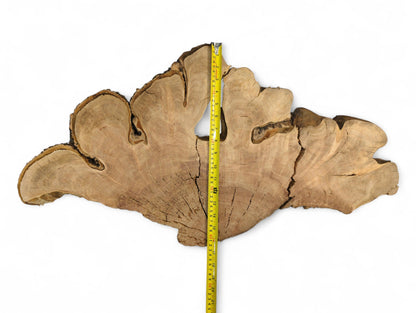 Cherry root slice, light brown, displaying irregular shape, live bark, cracks, and a yellow measuring tape.