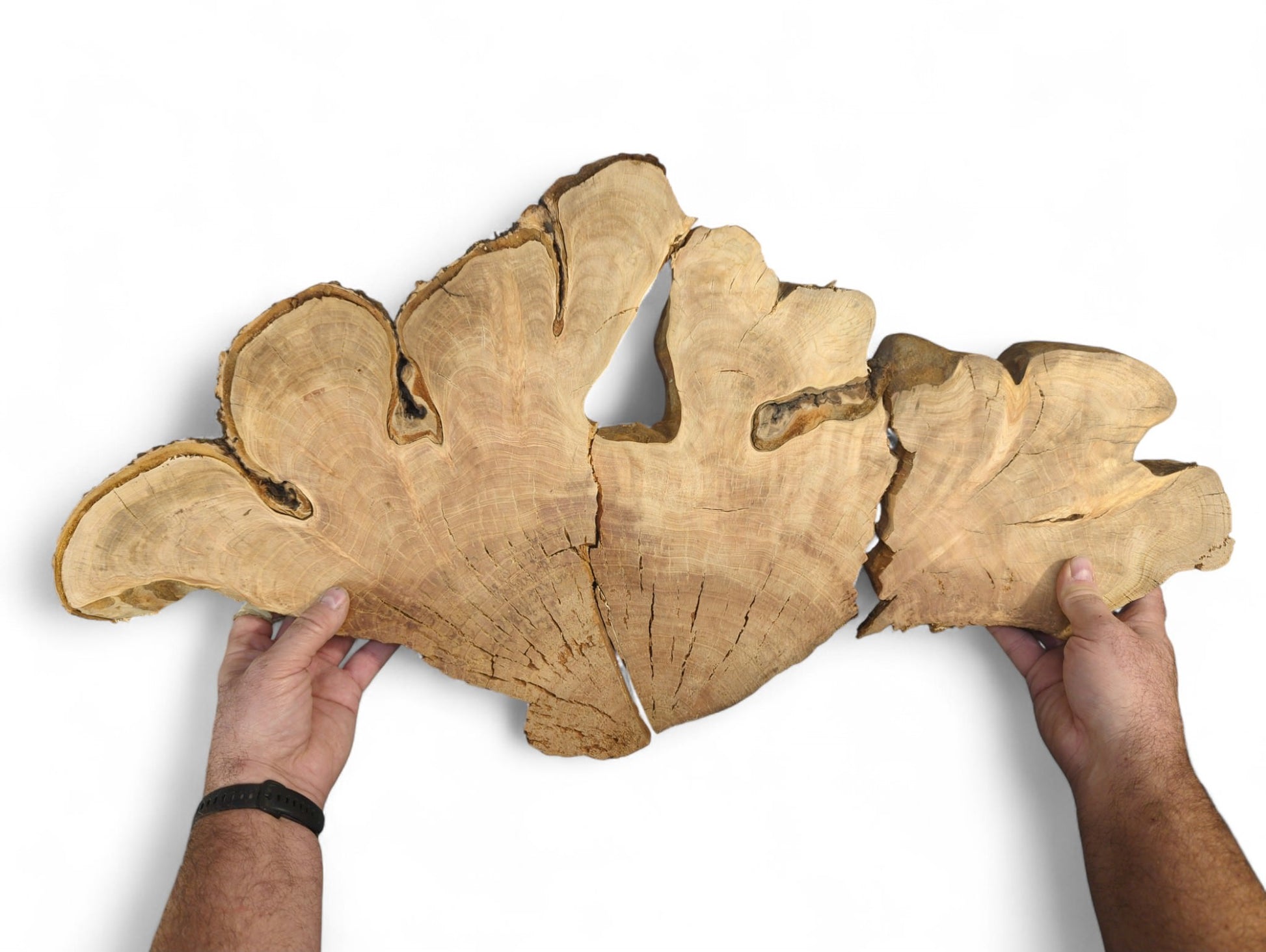 Hands hold a large, irregular light brown cherry wood slice, split, with distinct grain and dark bark.