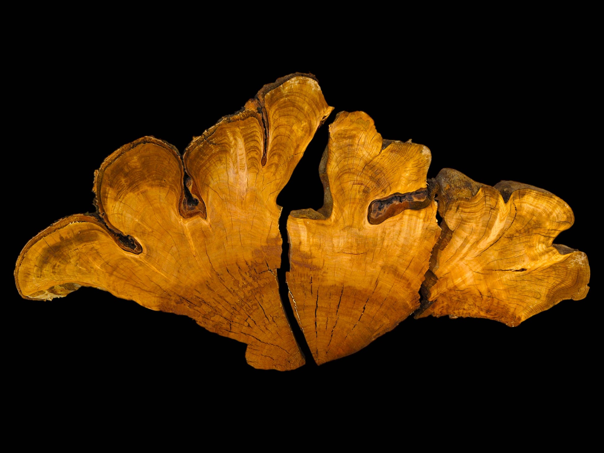 A large, irregular golden-brown cherry wood root slice, split down the middle, showing detailed grain.