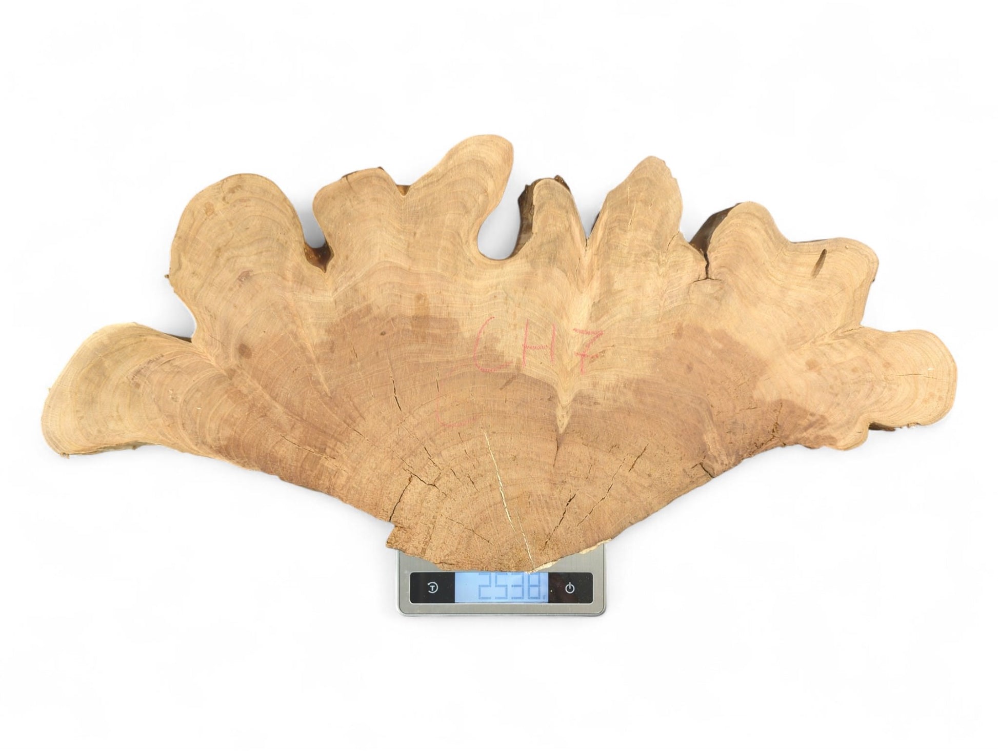 Digital scale displays 2.538, supporting an irregular, light brown wild cherry root slice with cracks.