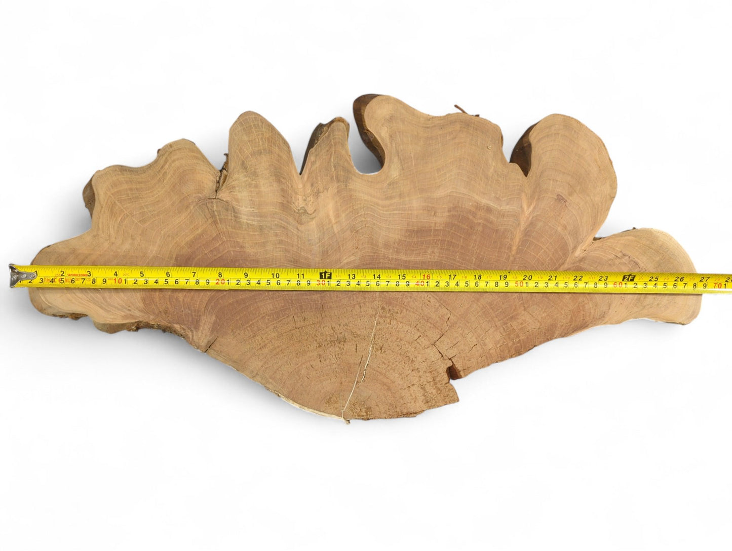 A yellow measuring tape shows the width of an irregular, light brown wood slice with growth rings.