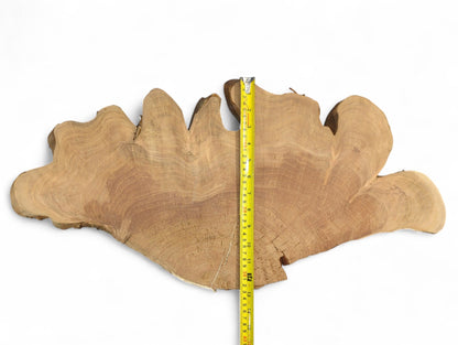 The light brown wild cherry root slice has wavy edges, distinct growth rings, and a vertical measuring tape.