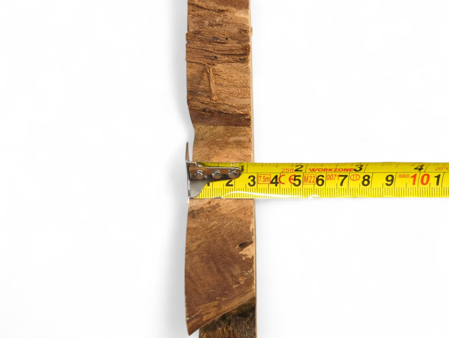 Yellow measuring tape shows the irregular width of a vertical, light brown, rough wild cherry root slice.