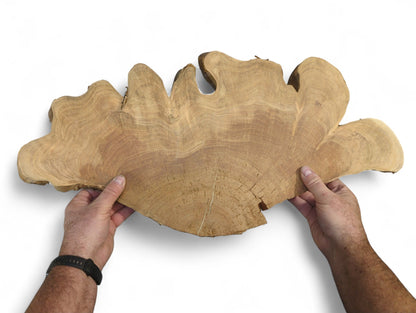 A person's hands hold a large, light brown wood slice with irregular wavy edges and growth rings.