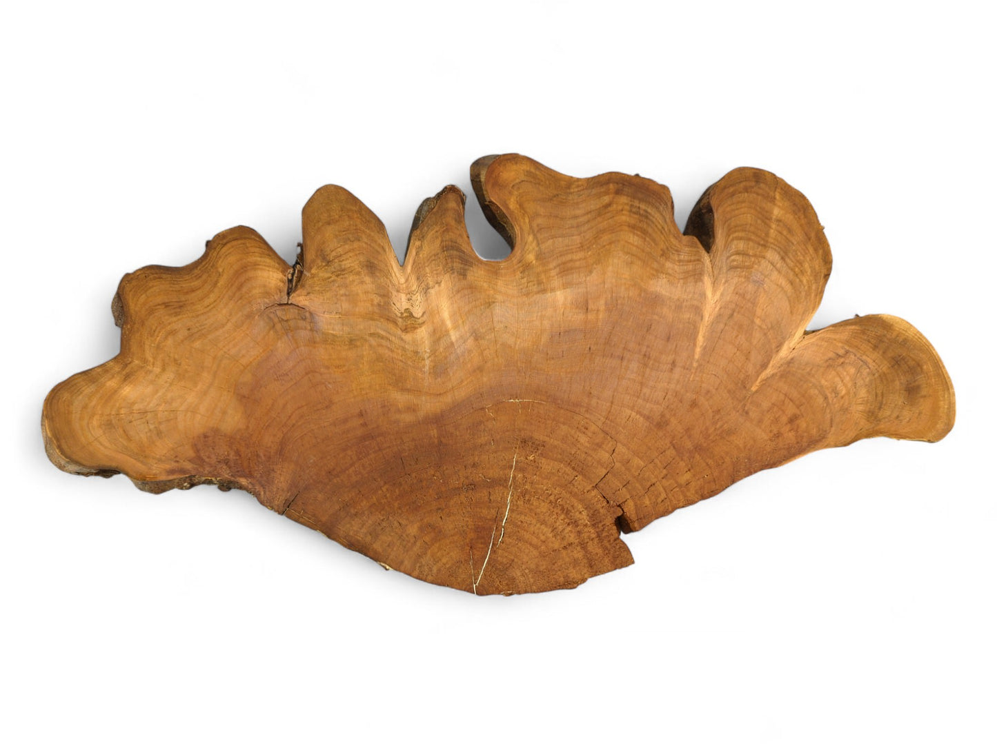 An irregular, multi-lobed wild cherry wood slice exhibits pronounced growth rings and small natural cracks.
